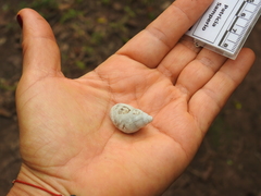 Rabdotus dealbatus dealbatus