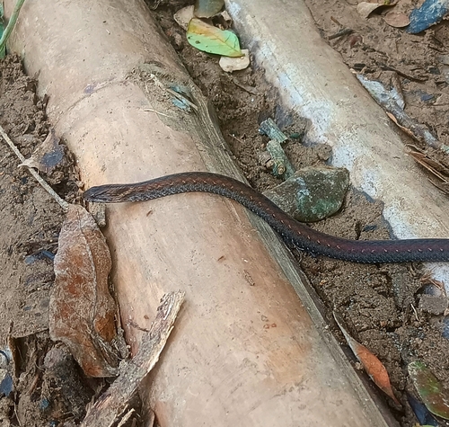 Northern Triangle-spotted Snake