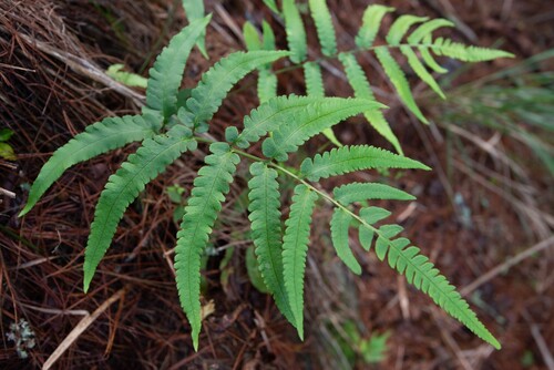Dryopteris × toyamae iNat (3)