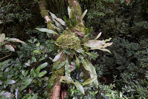 Elaphoglossum callifolium iNat (2)