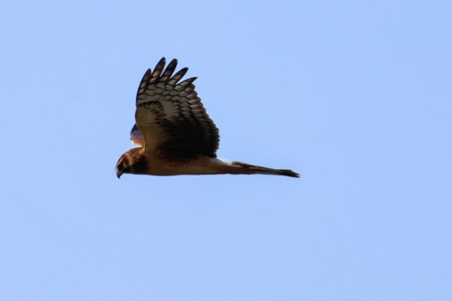 iNaturalist observation photo of Northern Harrier