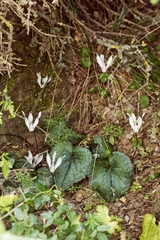 Cyclamen creticum