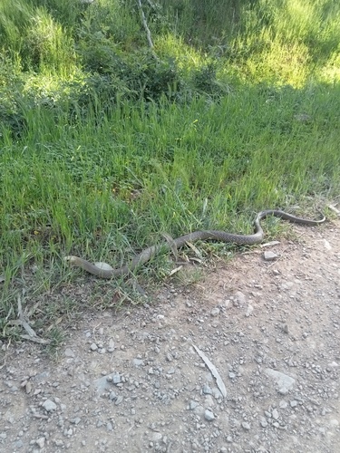 Eastern Brown Snake sighting