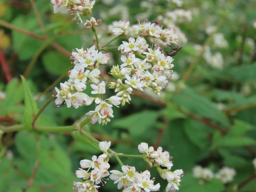 Tall Buckwheat (Fagopyrum cymosum)