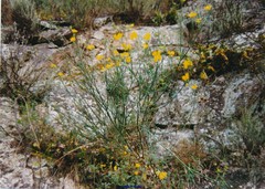 Coronilla juncea