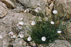 Convolvulus lanuginosus