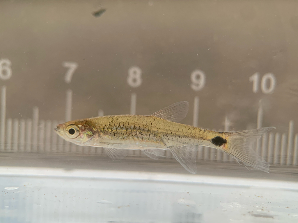 Brittan's Rasbora