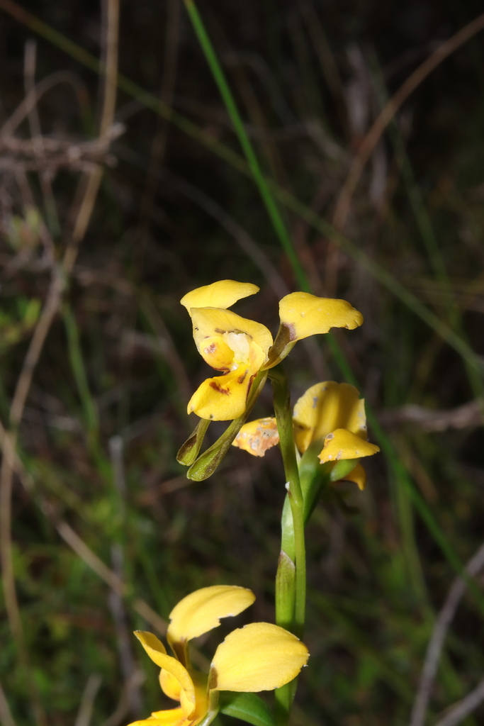 Diuris aurea