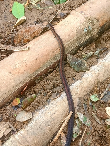 Northern Triangle-spotted Snake