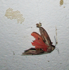 Teracotona submacula