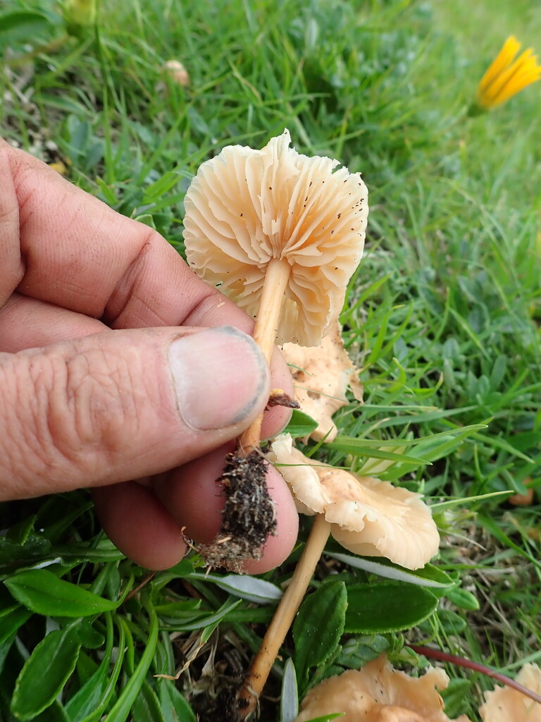 Marasmius oreades · October 2025 · photo: © arnim (iNaturalist, cc-by)