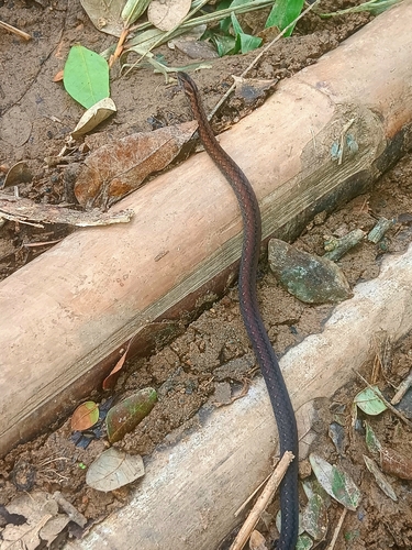Northern Triangle-spotted Snake