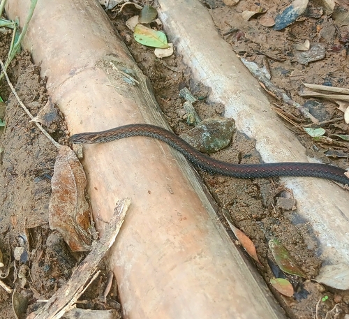 Northern Triangle-spotted Snake