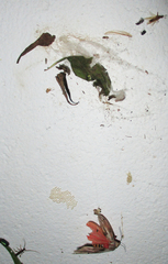 Teracotona submacula