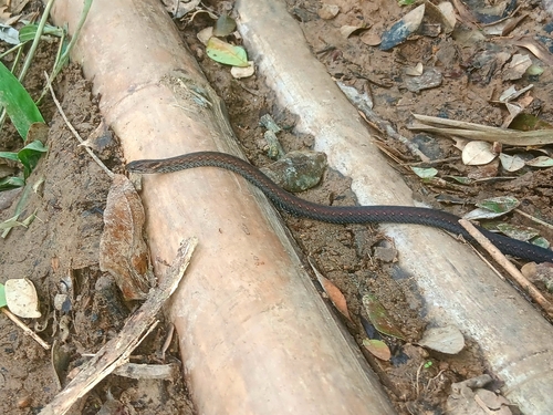 Northern Triangle-spotted Snake