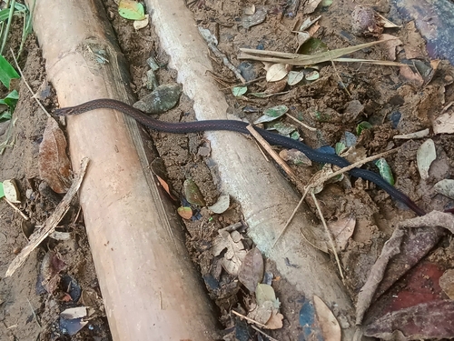 Northern Triangle-spotted Snake