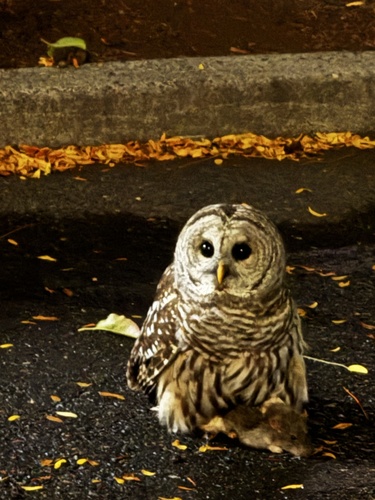 View observation of {o.common_name} on iNaturalist