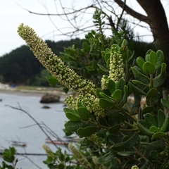 Escallonia pulverulenta