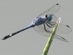 Micrathyria aequalis