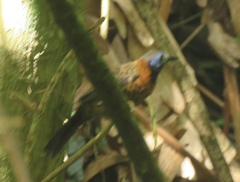 Phaenostictus mcleannani