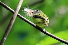 Oncostoma cinereigulare