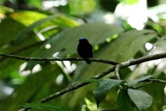 Lepidothrix velutina