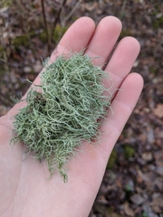 Usnea mutabilis