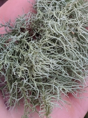 Usnea mutabilis