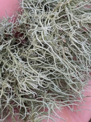 Usnea mutabilis