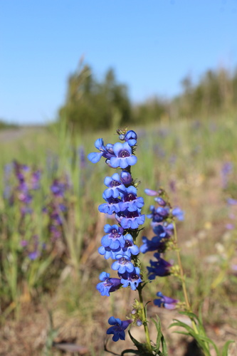 Upland Beardtongue (Penstemon saxosorum)