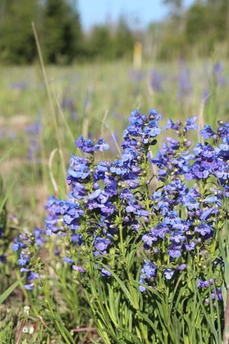 Penstemon saxosorum, photograph 2