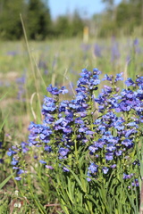 Penstemon saxosorum, photograph (c) Austin Saunders, some rights reserved (CC BY)