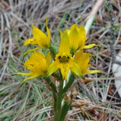 Chloraea gavilu
