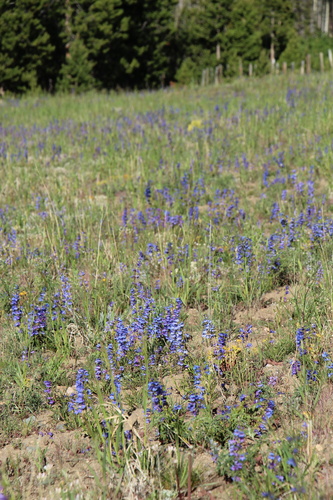Penstemon saxosorum, photograph 3