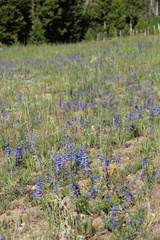 Penstemon saxosorum, photograph (c) Austin Saunders, some rights reserved (CC BY)