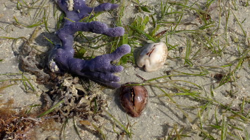 Cypraea teulerei observed 2025-01-14