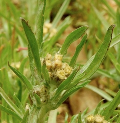 Gnaphalium exilifolium