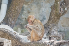 Macaca