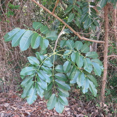 Canarium australianum
