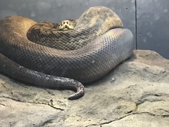 Malayopython timoriensis