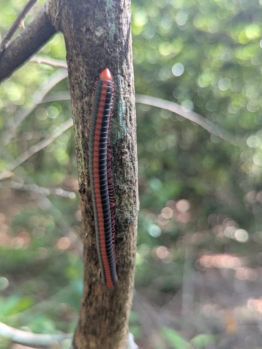 Red Spined Millipede