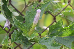 Datura stramonium