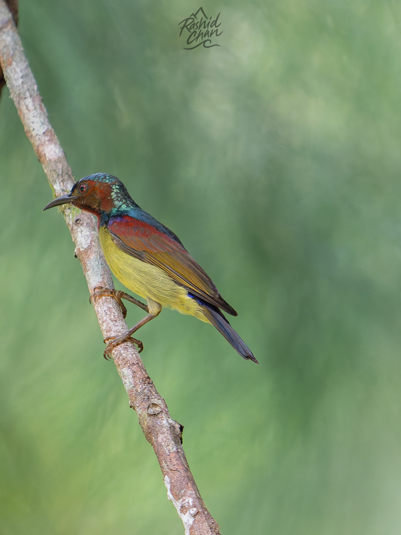 Red-throated Sunbird (Anthreptes rhodolaemus), photo 1