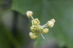 Microsechium helleri