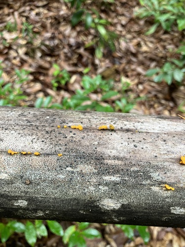 Dacrymyces spathularia