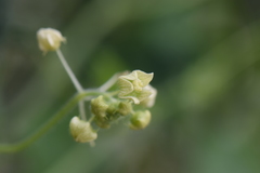 Microsechium helleri