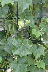 Microsechium helleri