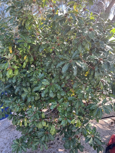 Pittosporum cherrieri observed 2025-09-28