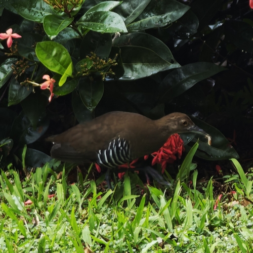 Slaty-legged Crake (Rallina eurizonoides), photo 7