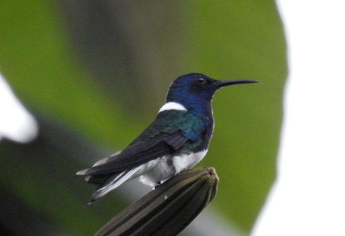 Florisuga mellivora